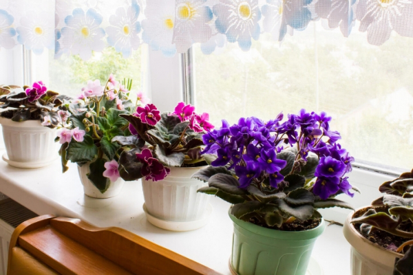 Фиалка в цвету круглый год: секреты создания райского уголка на подоконнике